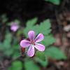 Geranium robertianum